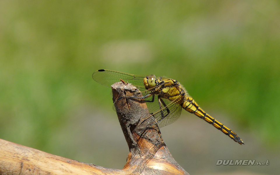 Black-tailed Skimmer (Female, Orthetrum cancellatum)